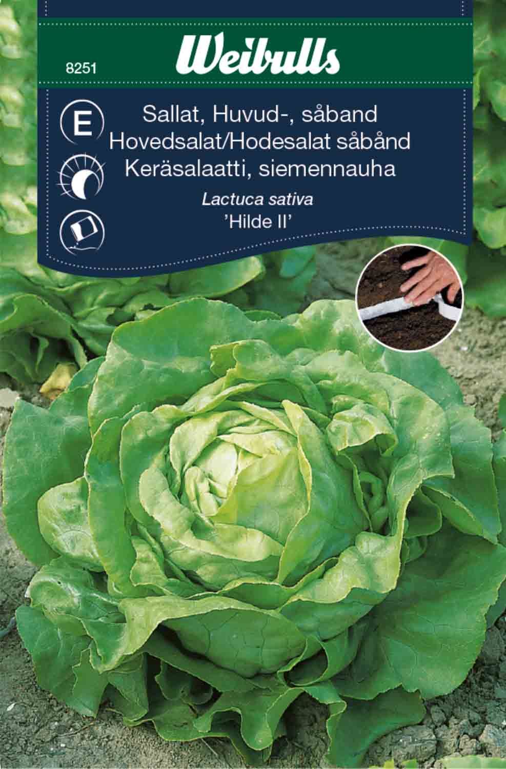 Sallat, huvud såband