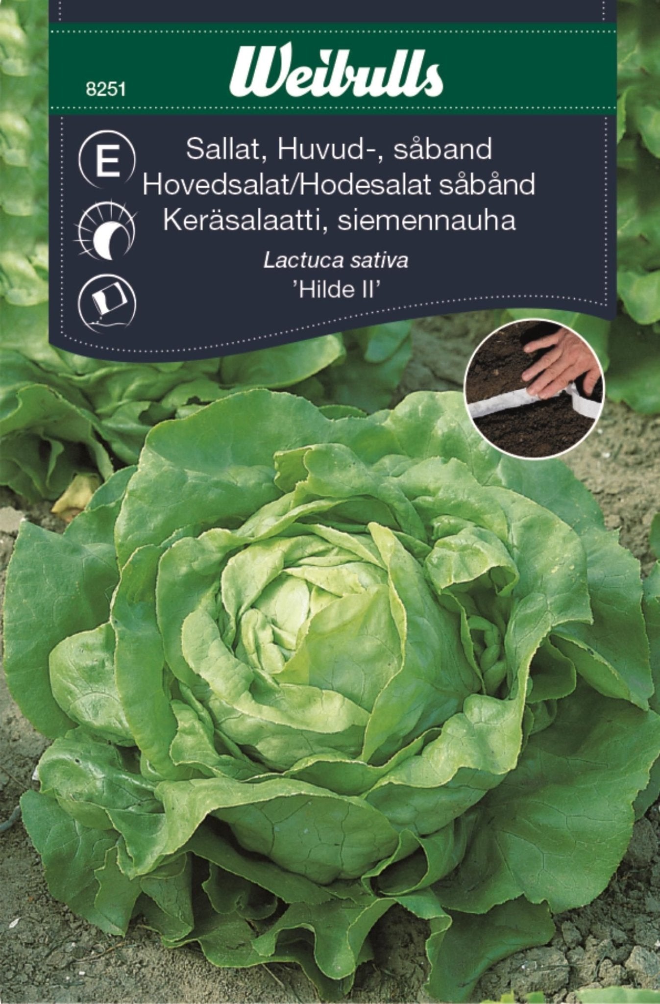 Sallat, huvud såband