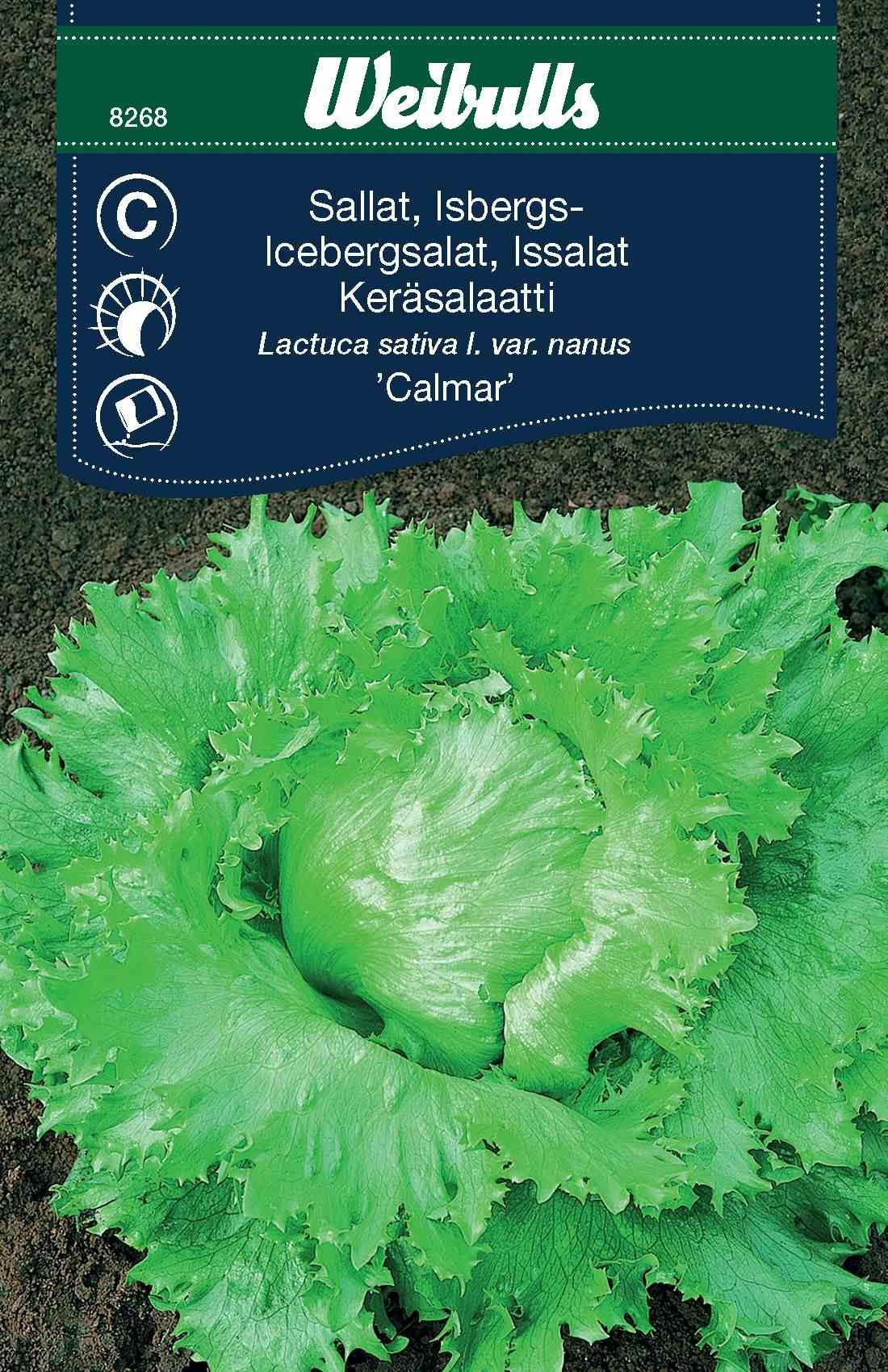 Sallat, isberg