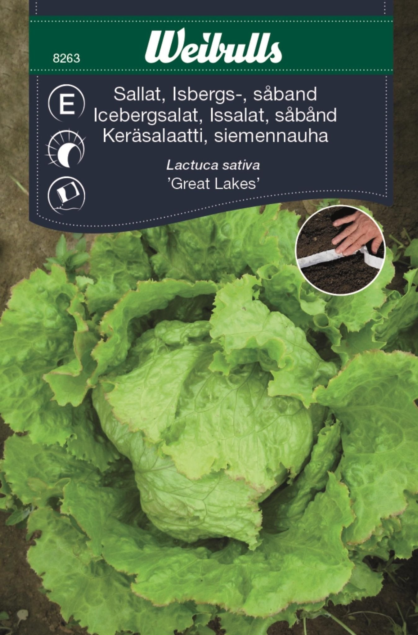 Sallat, isbergs såband