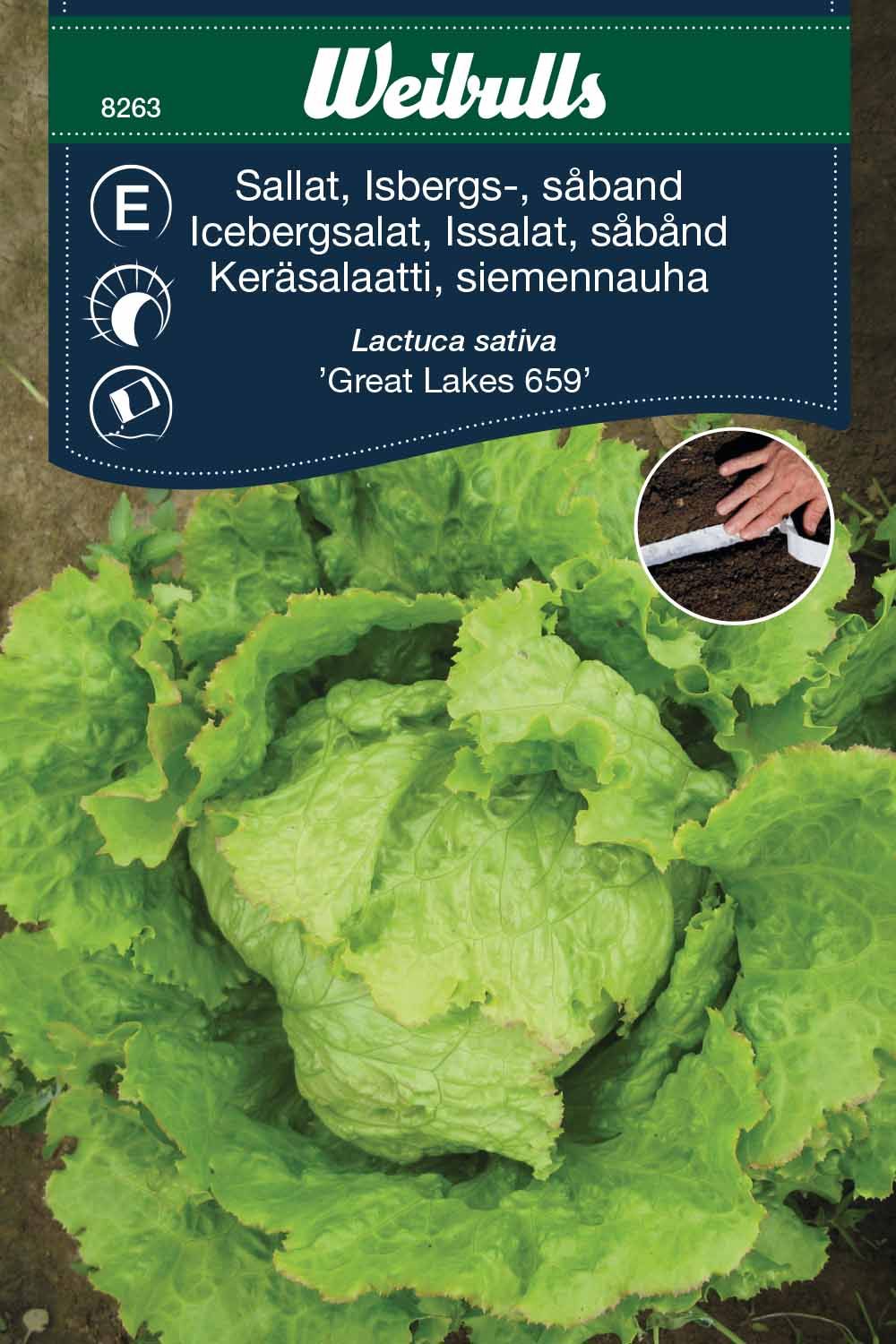 Sallat, isbergs såband