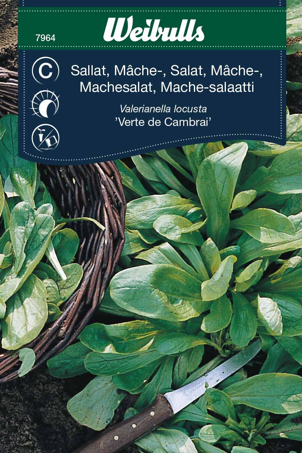 Sallat, mache