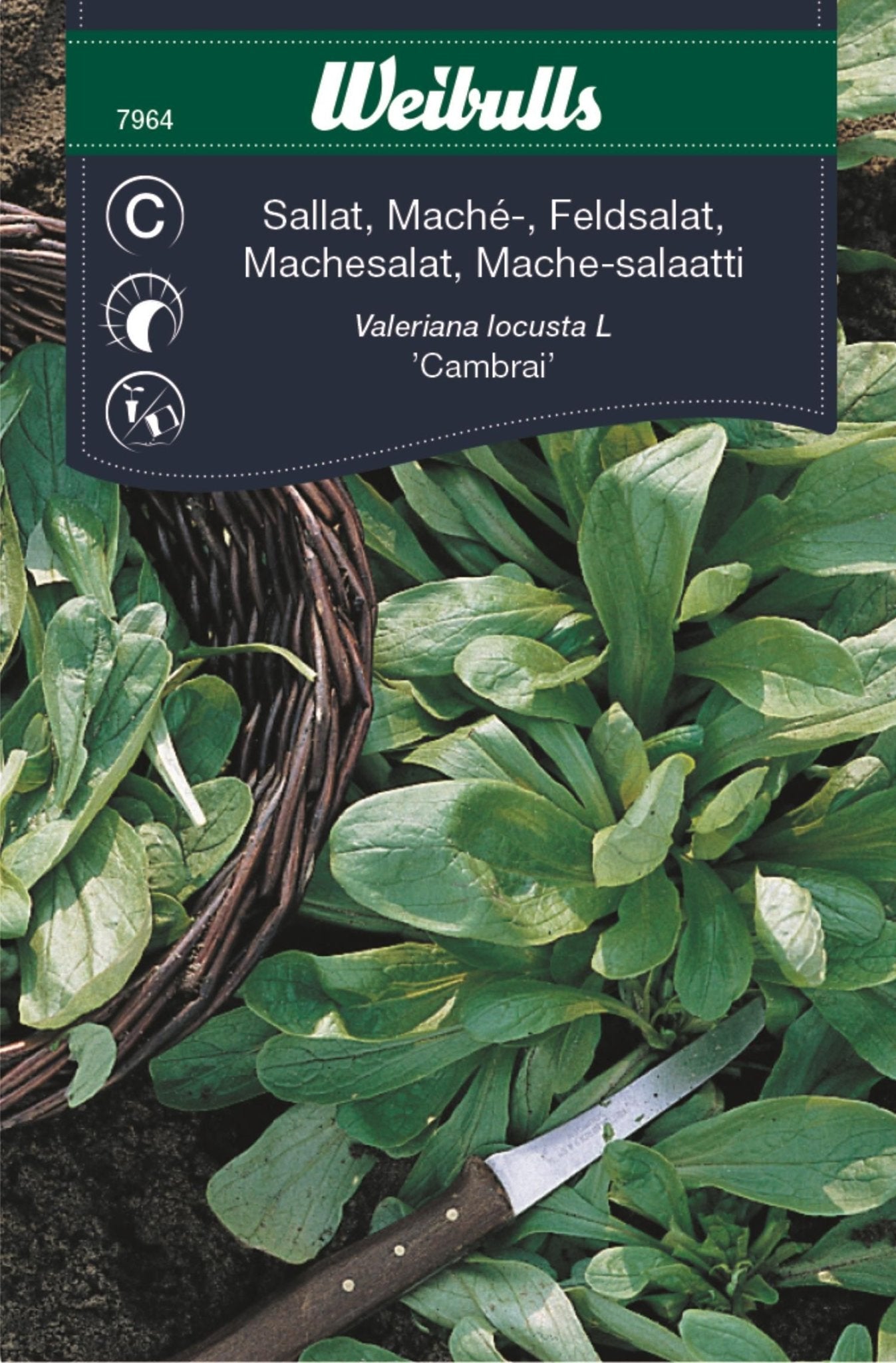 Sallat, mache