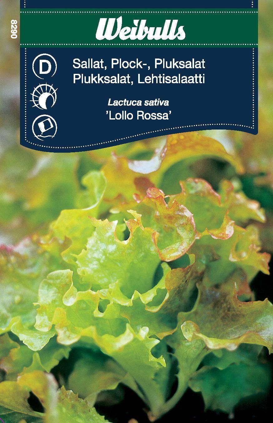 Sallat, plock