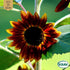 Solros