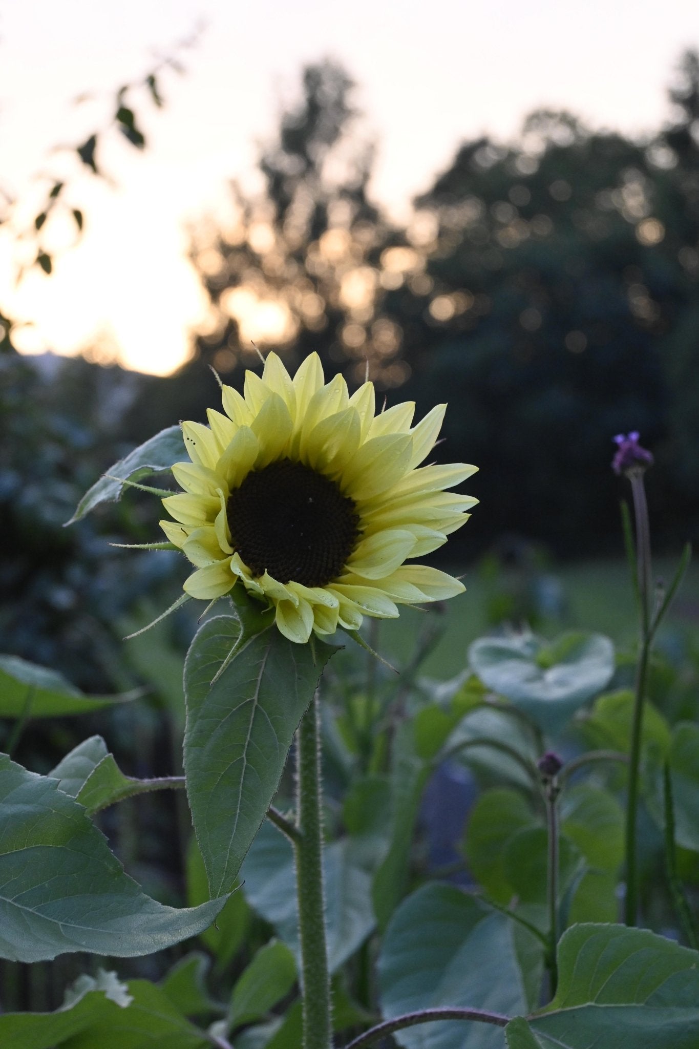 Solros