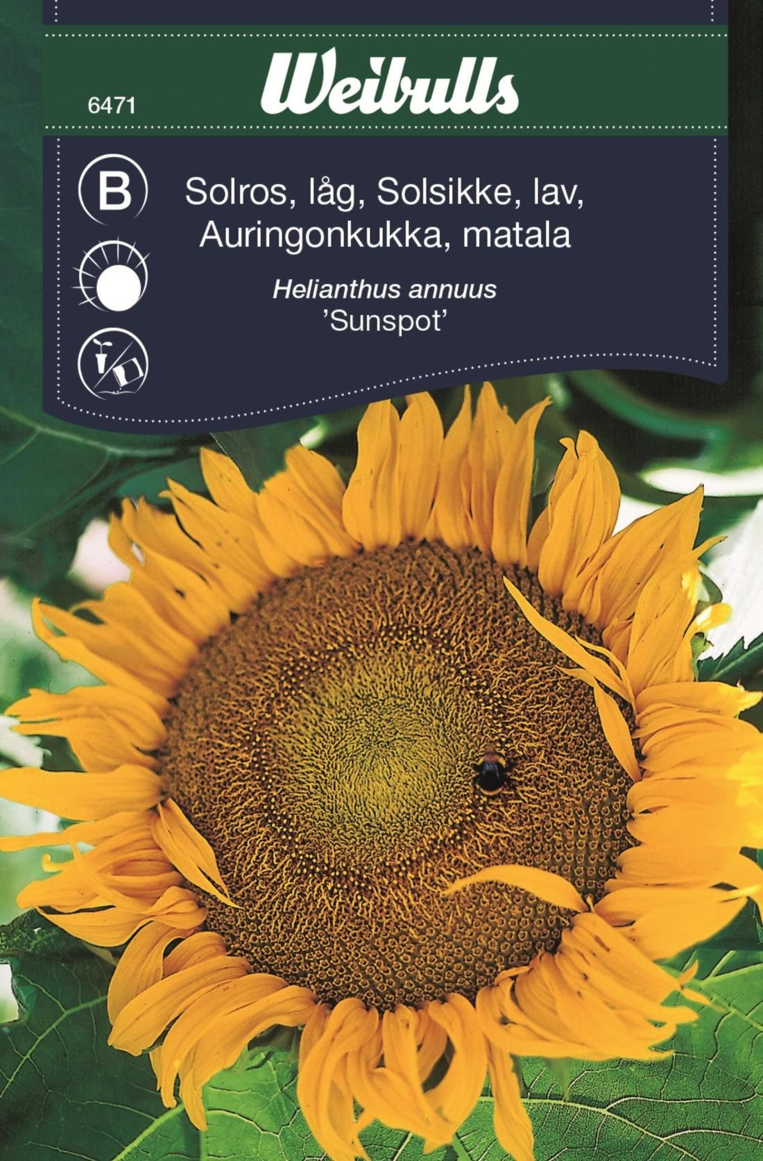 Solros låg