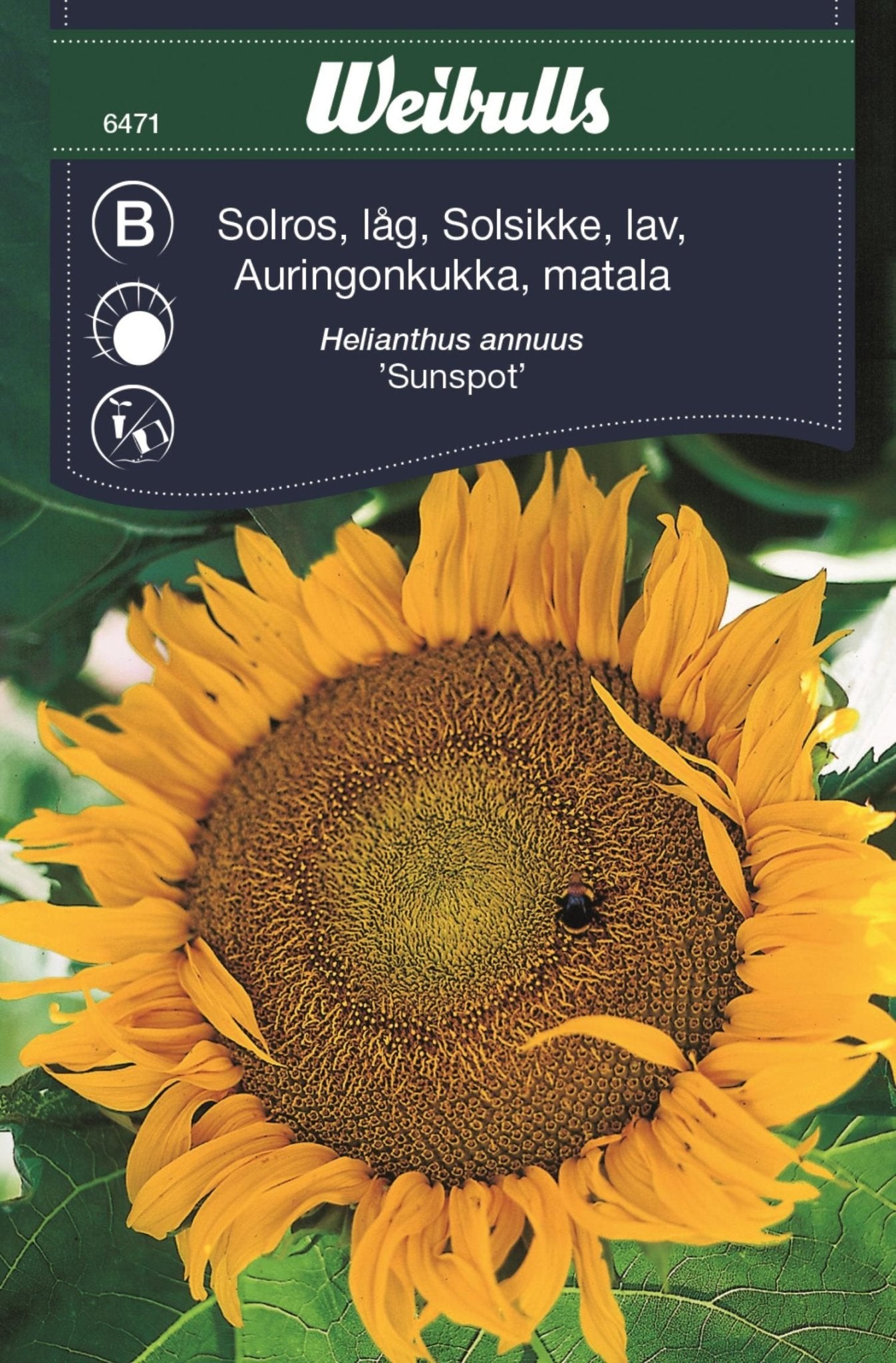 Solros låg