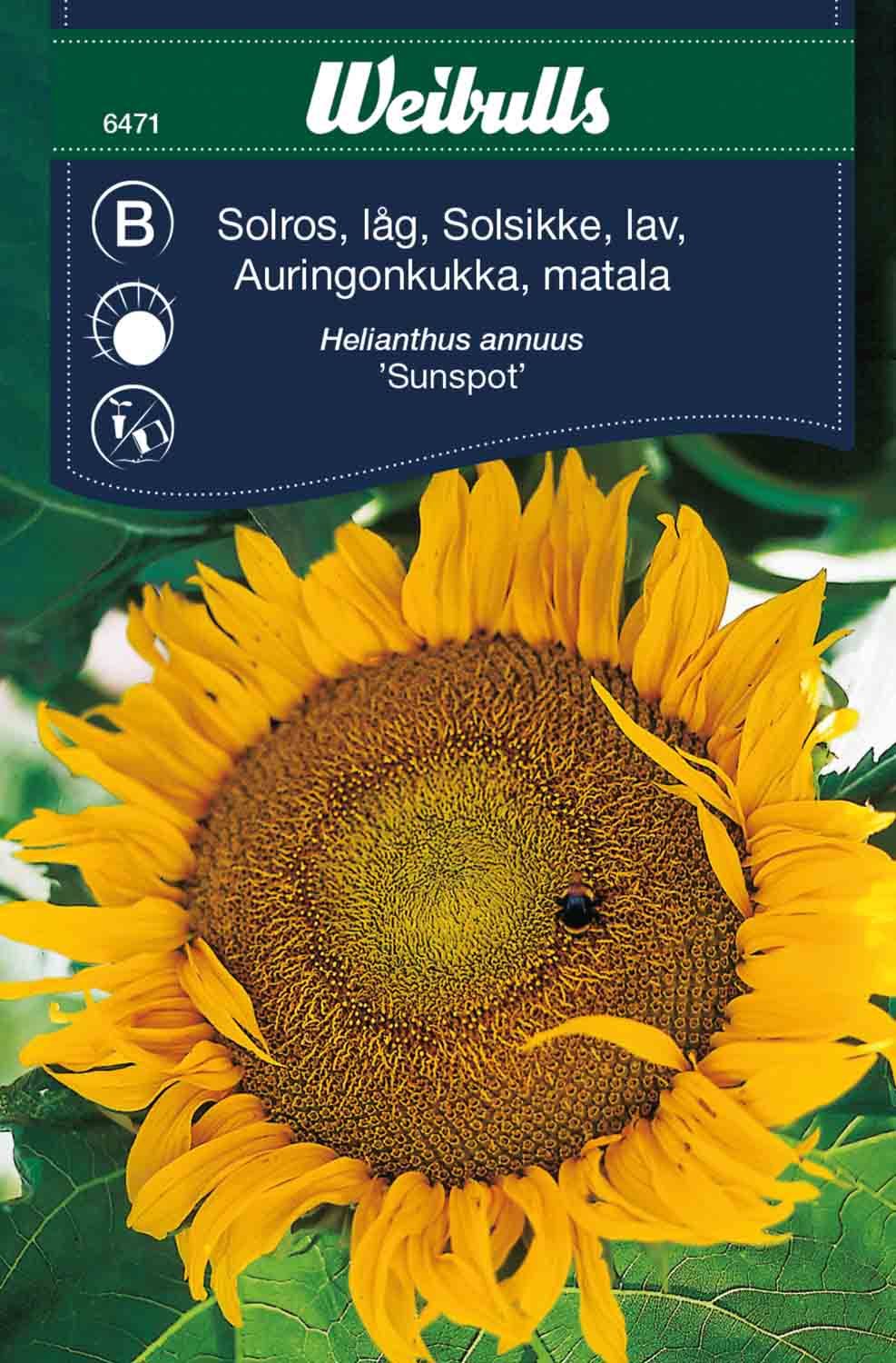 Solros låg