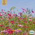 Sommarblom