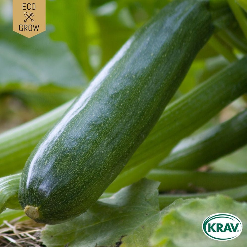 Sommarsquash