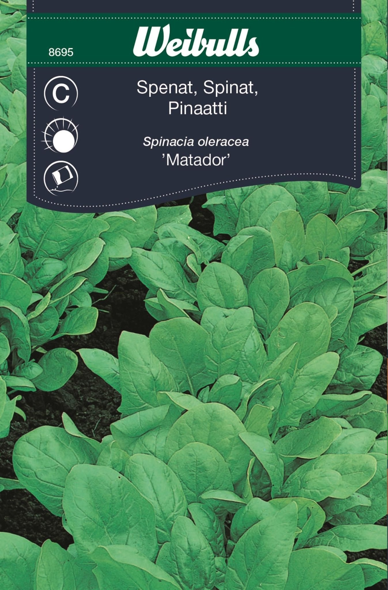 Spenat