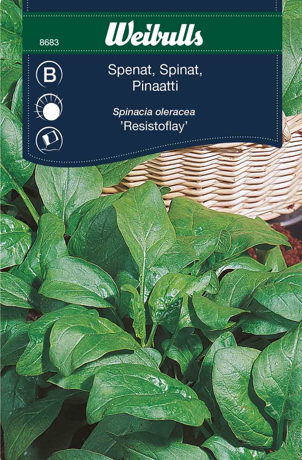 Spenat