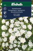 Spetsblomster