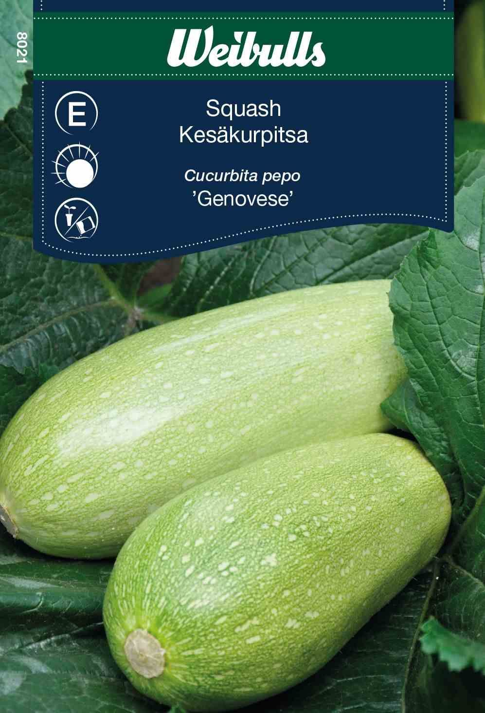 Squash Cucurbeta pepo