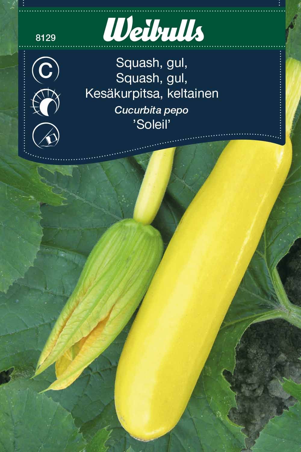 Squash Cucurbeta pepo