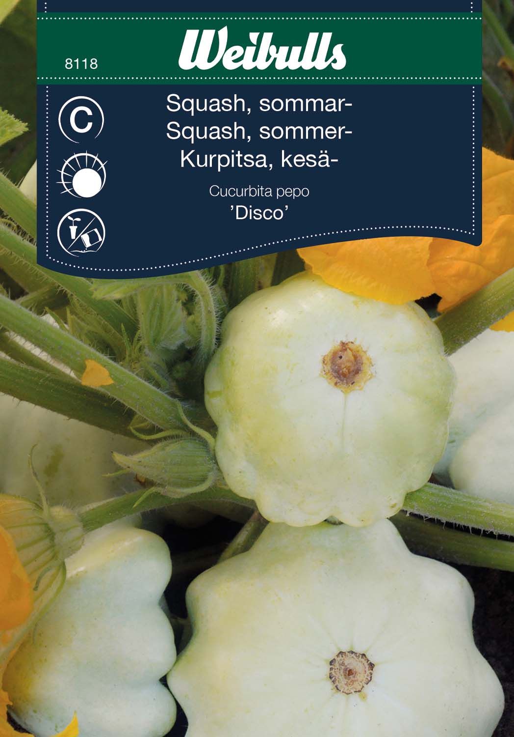 Squash, sommar-