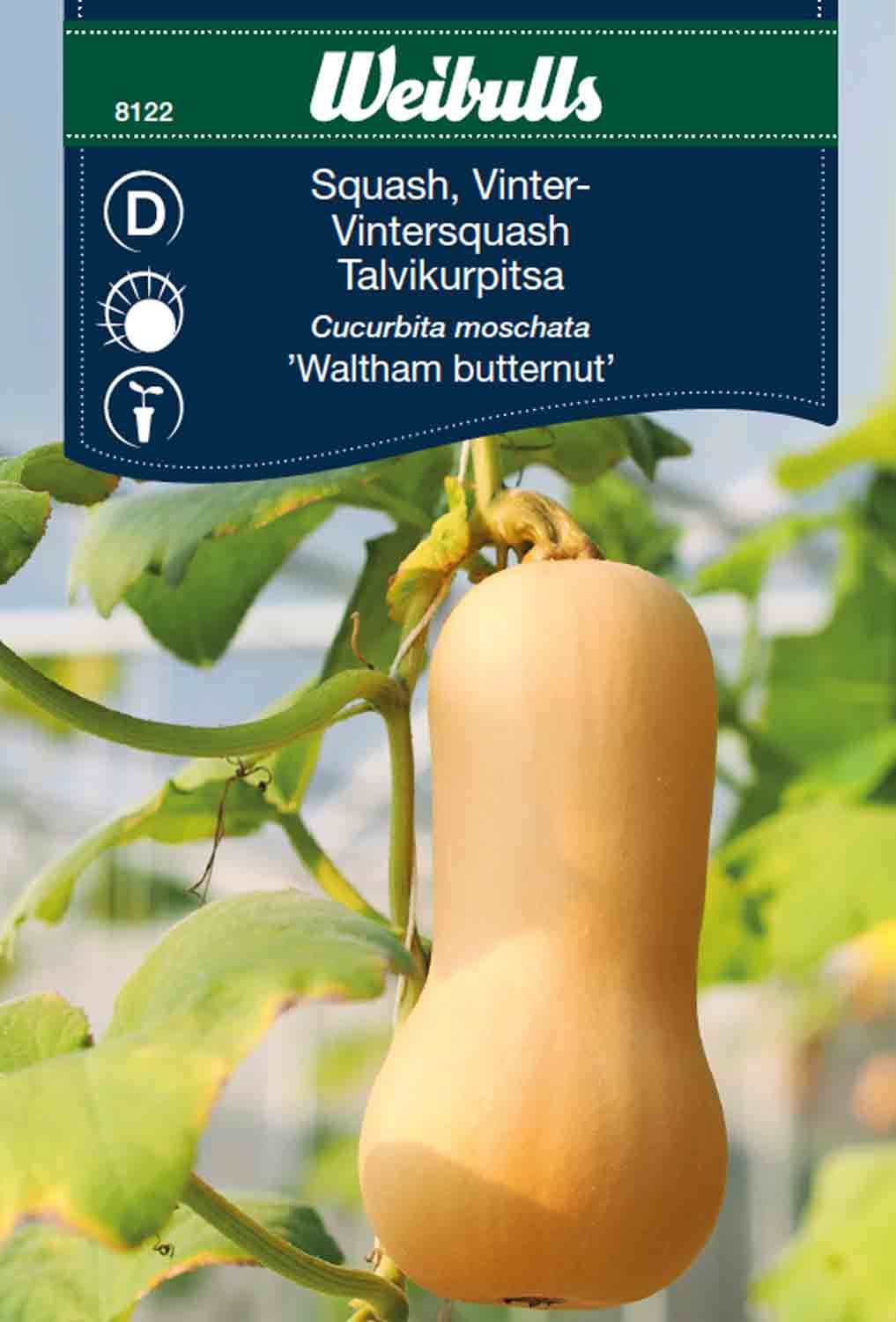 Squash, vinter Butternut Waltham