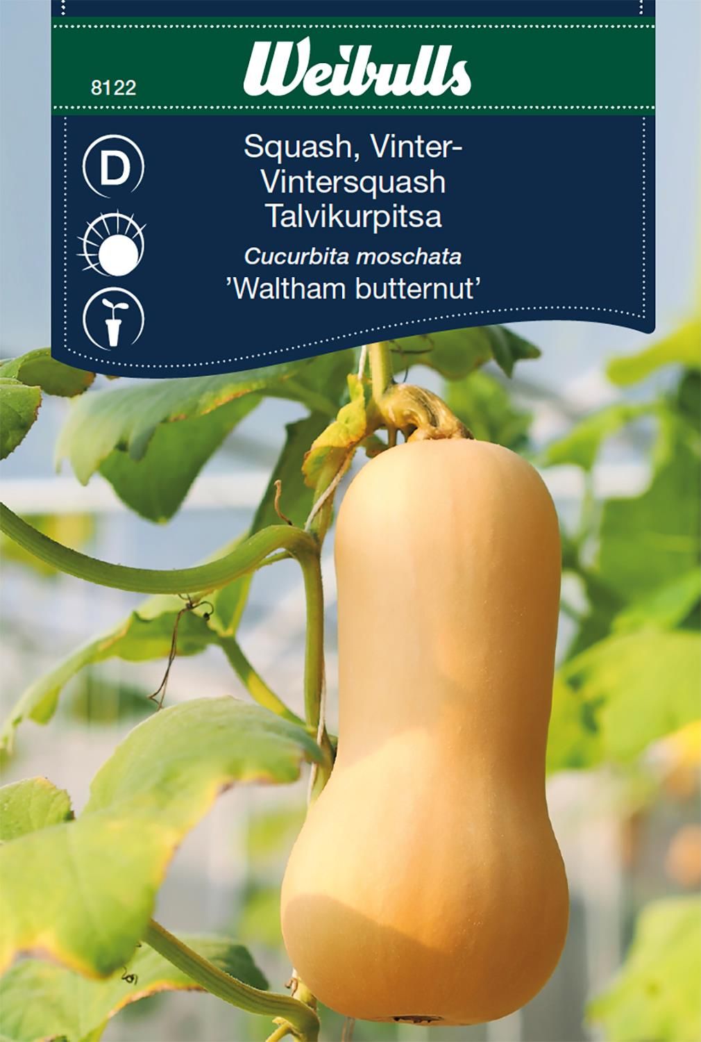 Squash, vinter Butternut Waltham