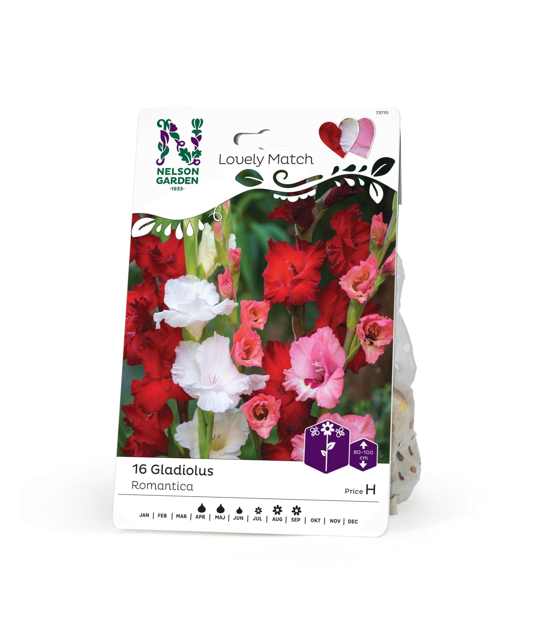 Storblommig gladiol: Lovely Match
