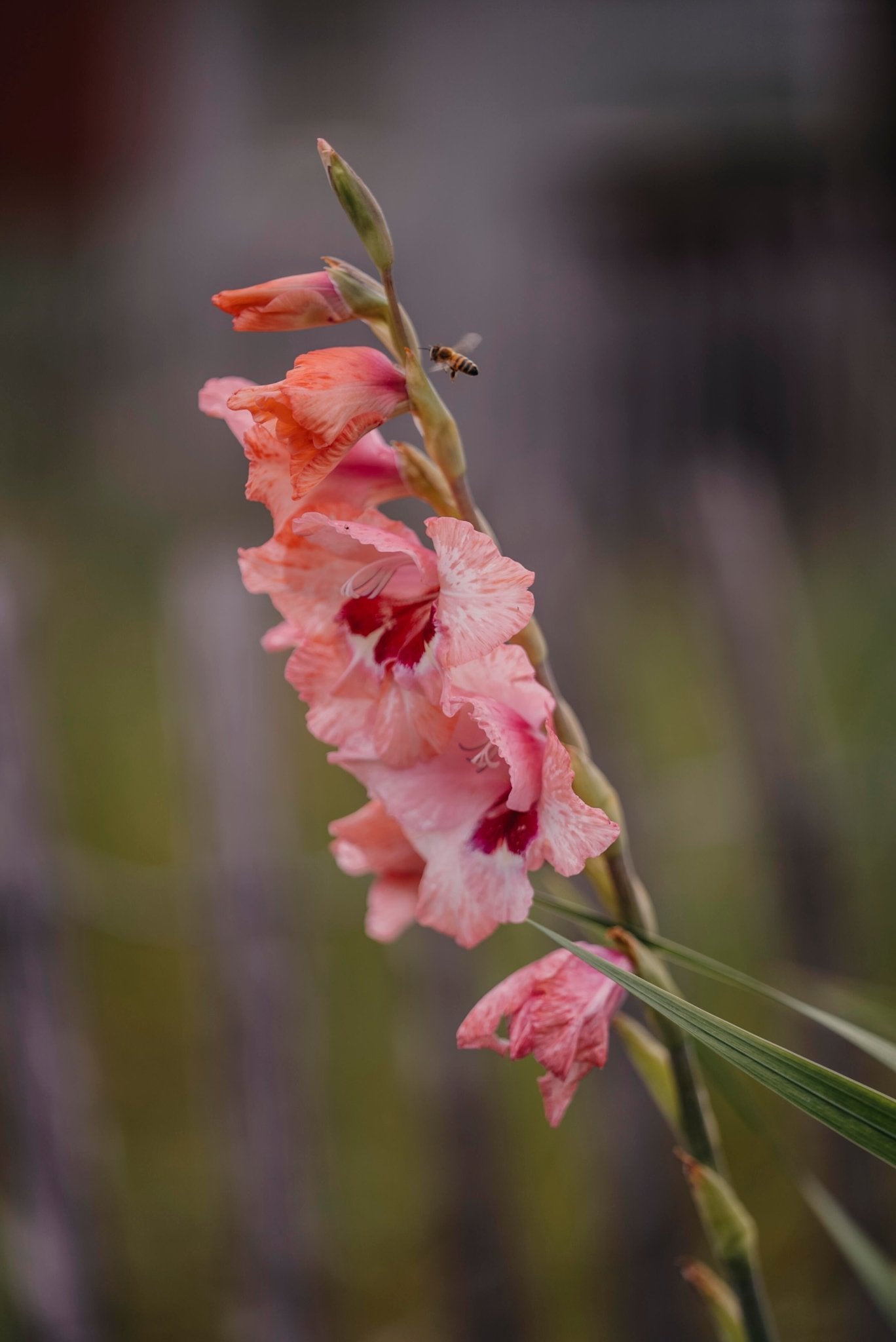 Storblommig gladiol: Lovely Match