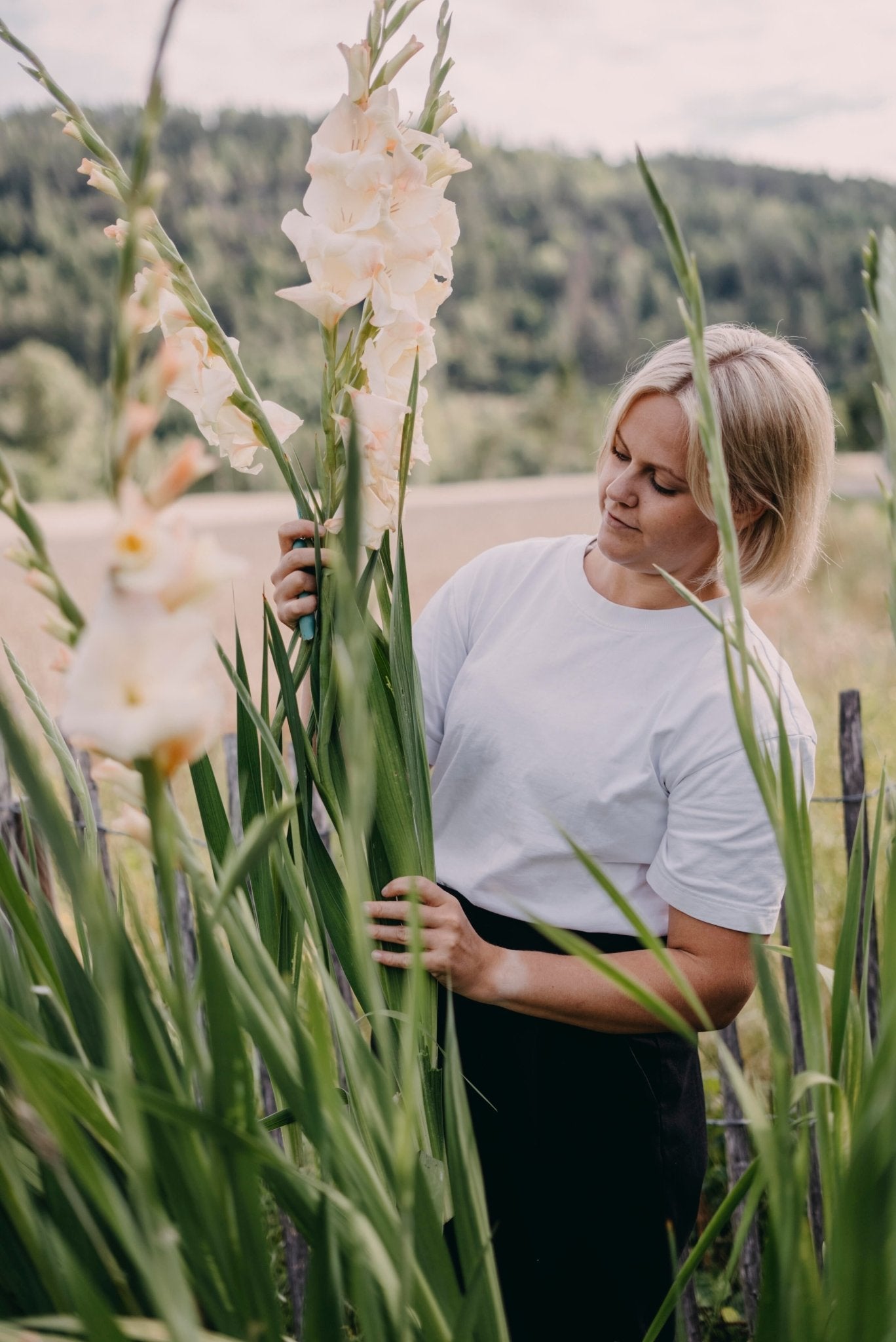 Storblommig gladiol: Lovely Match