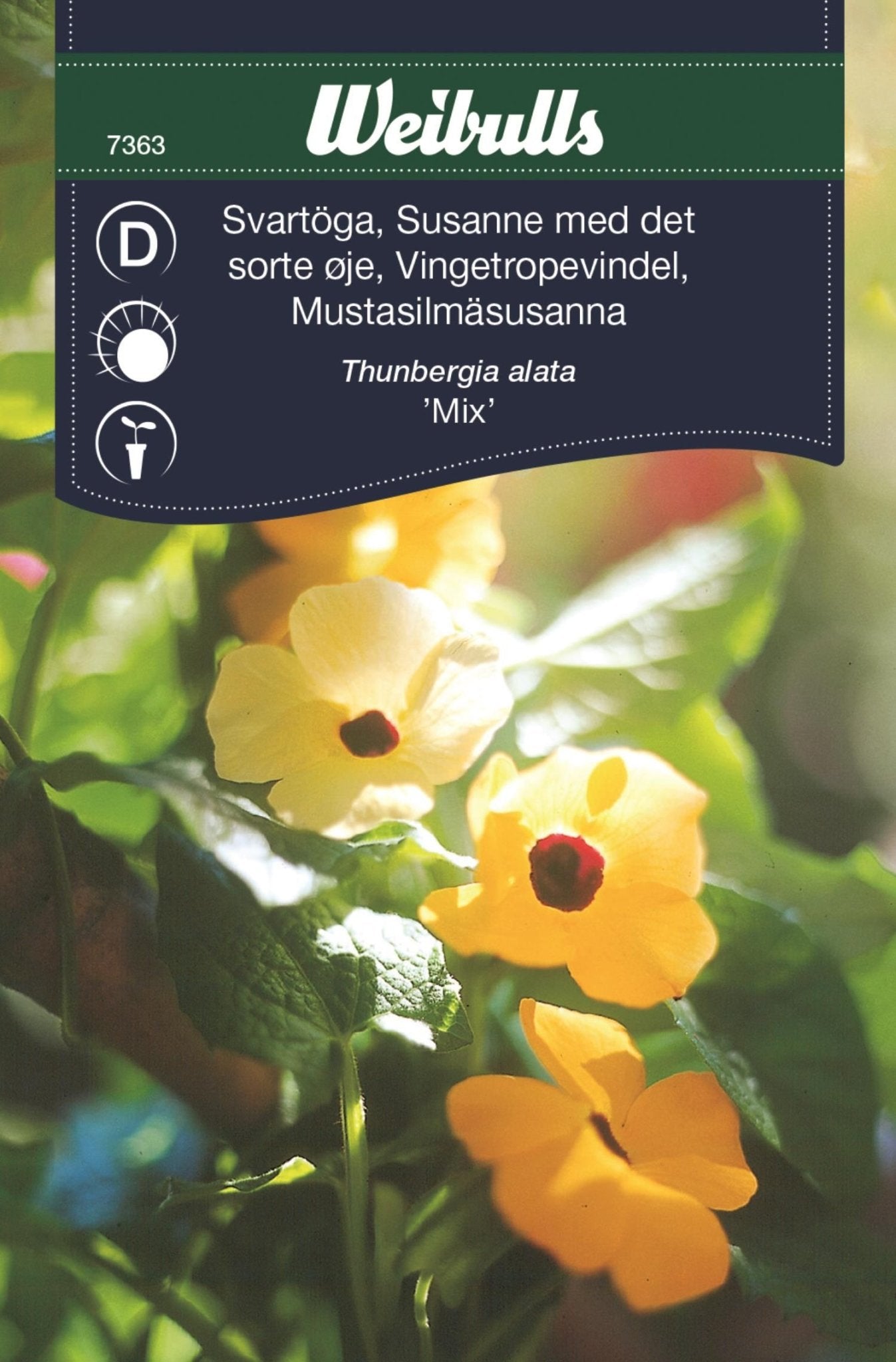 Svartöga