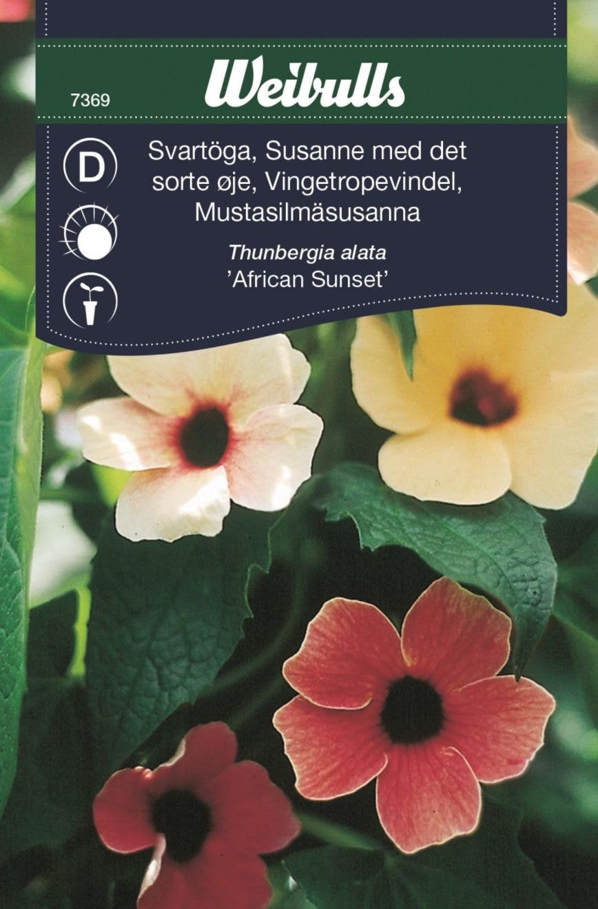Svartöga