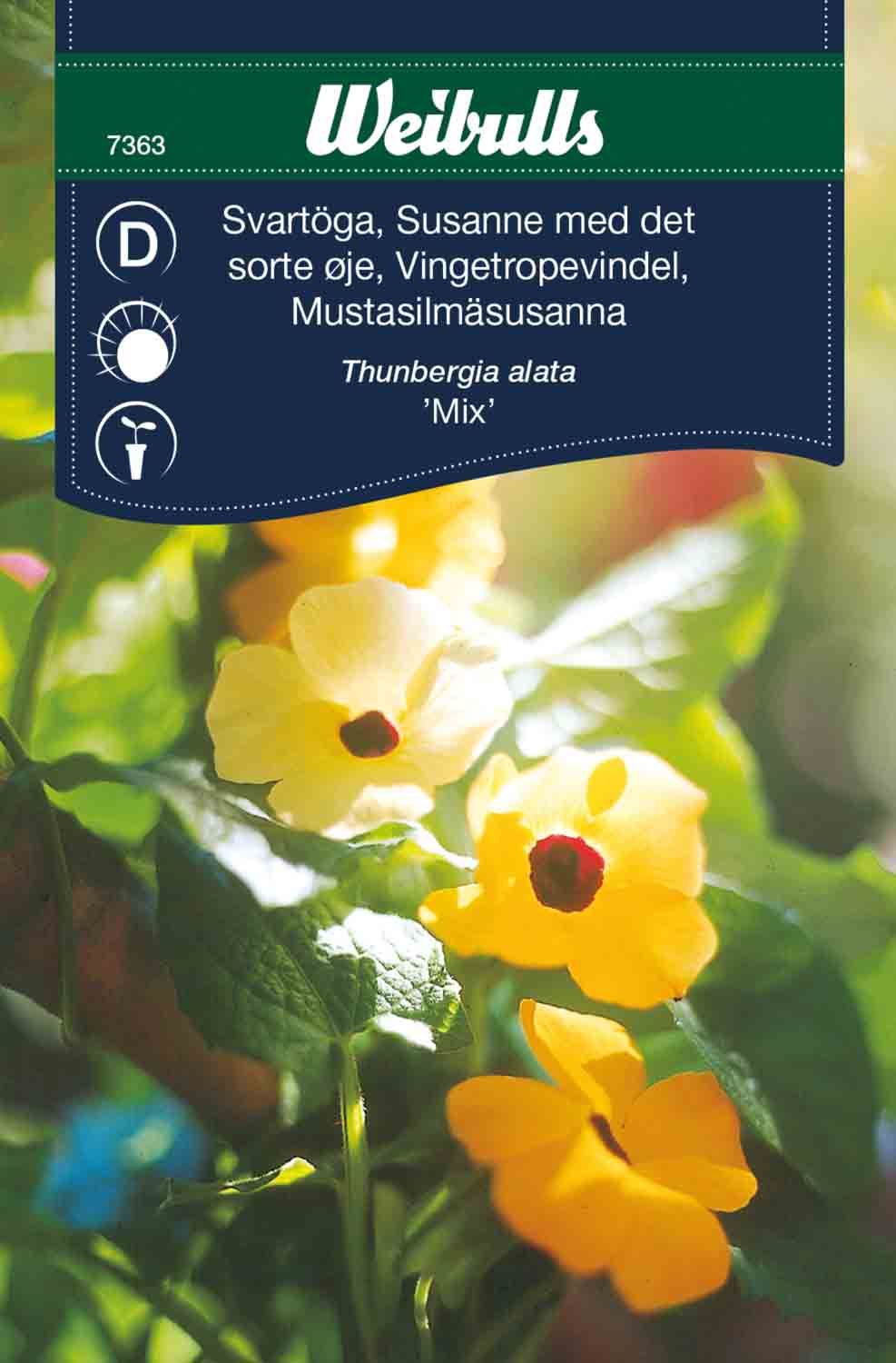 Svartöga