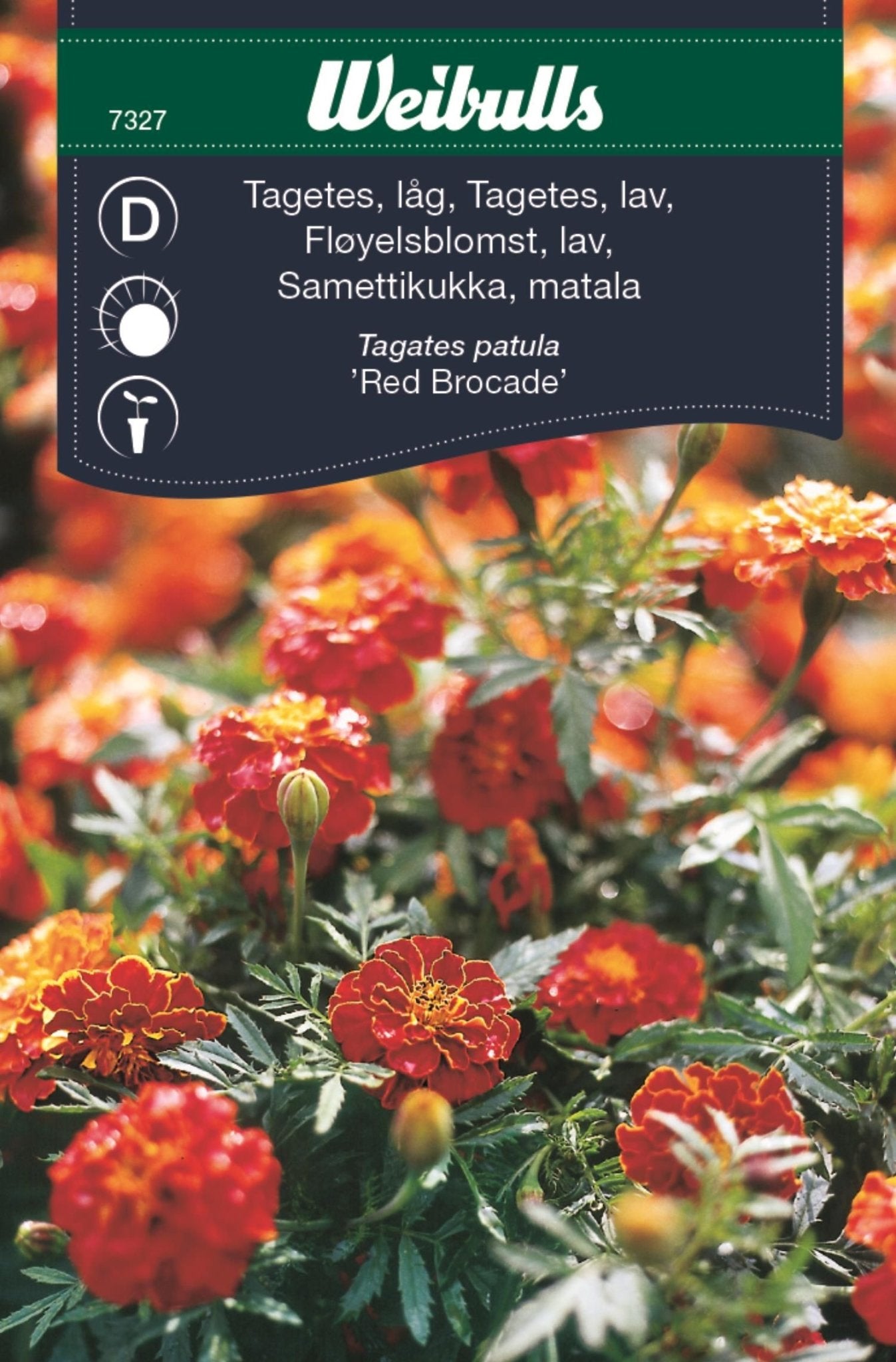Tagetes