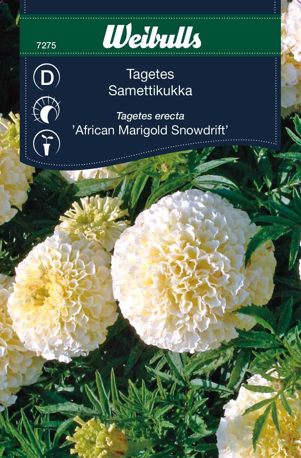 Tagetes