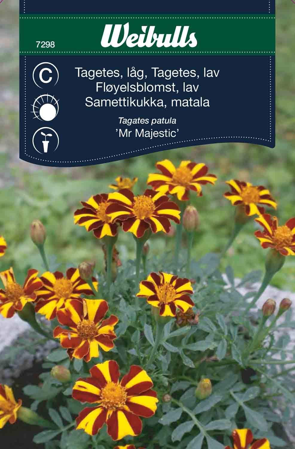 Tagetes