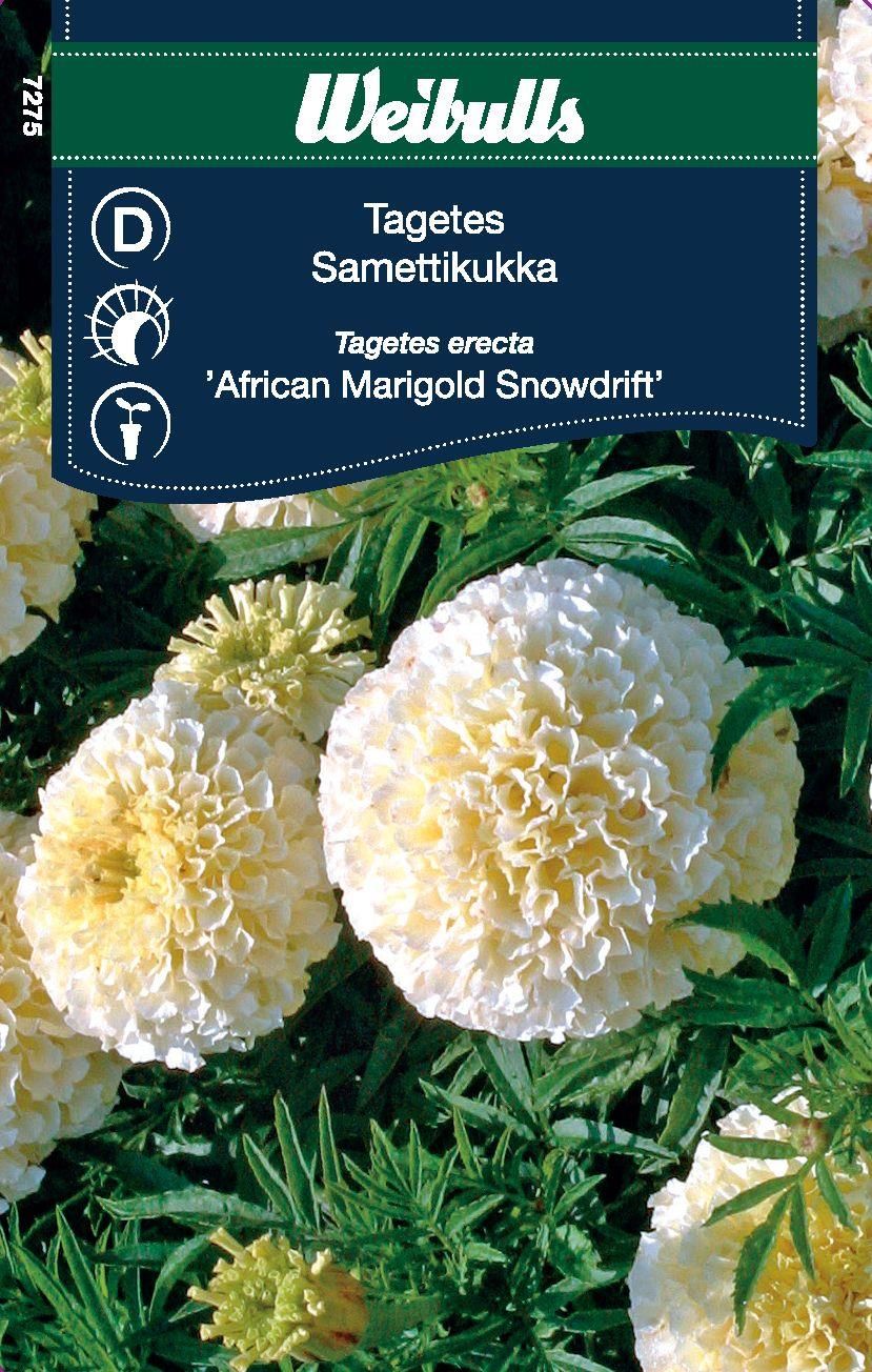 Tagetes