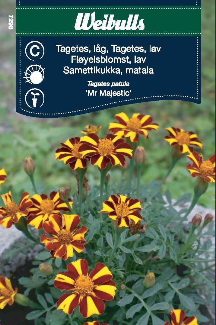Tagetes