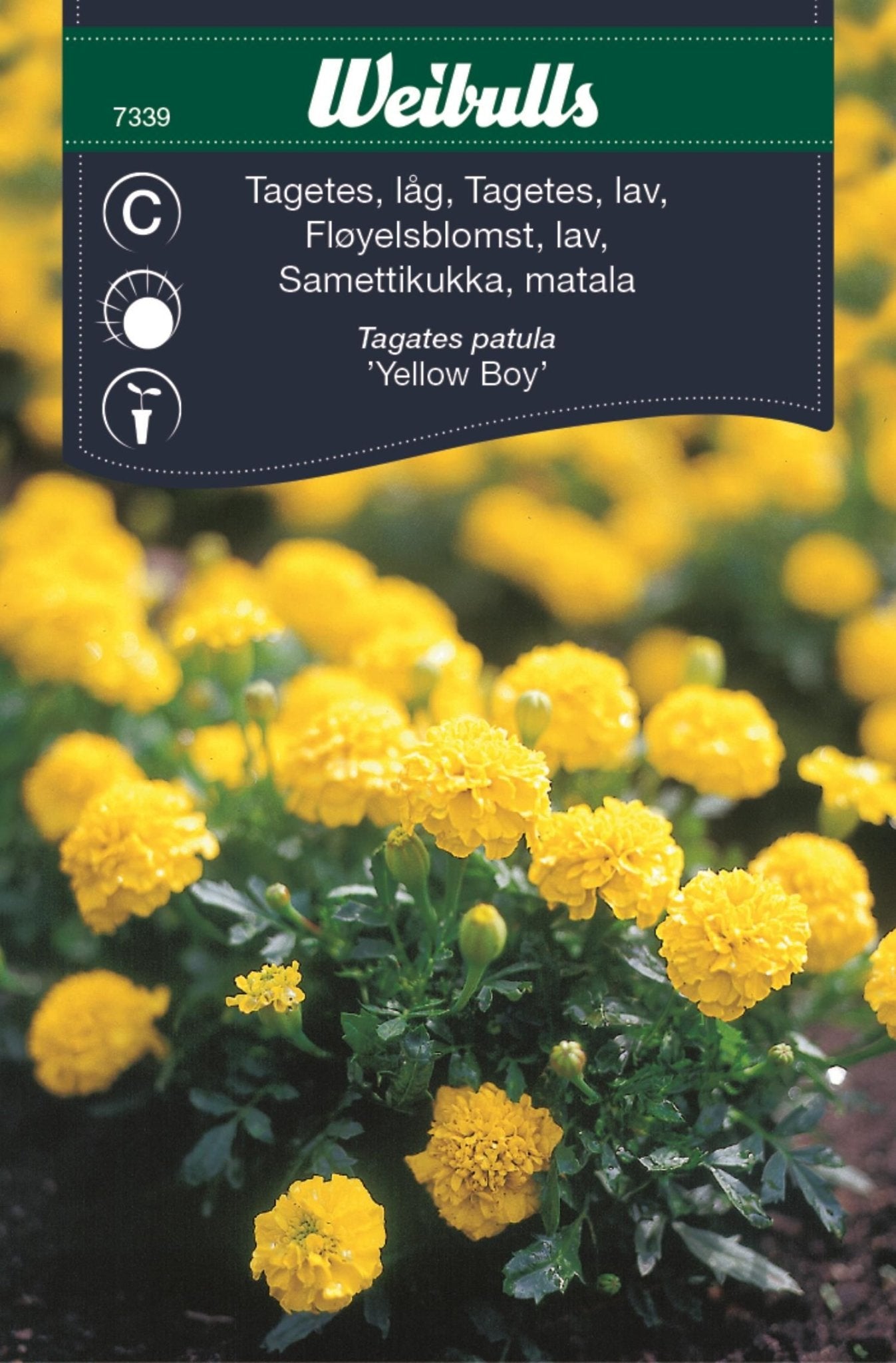 Tagetes låg