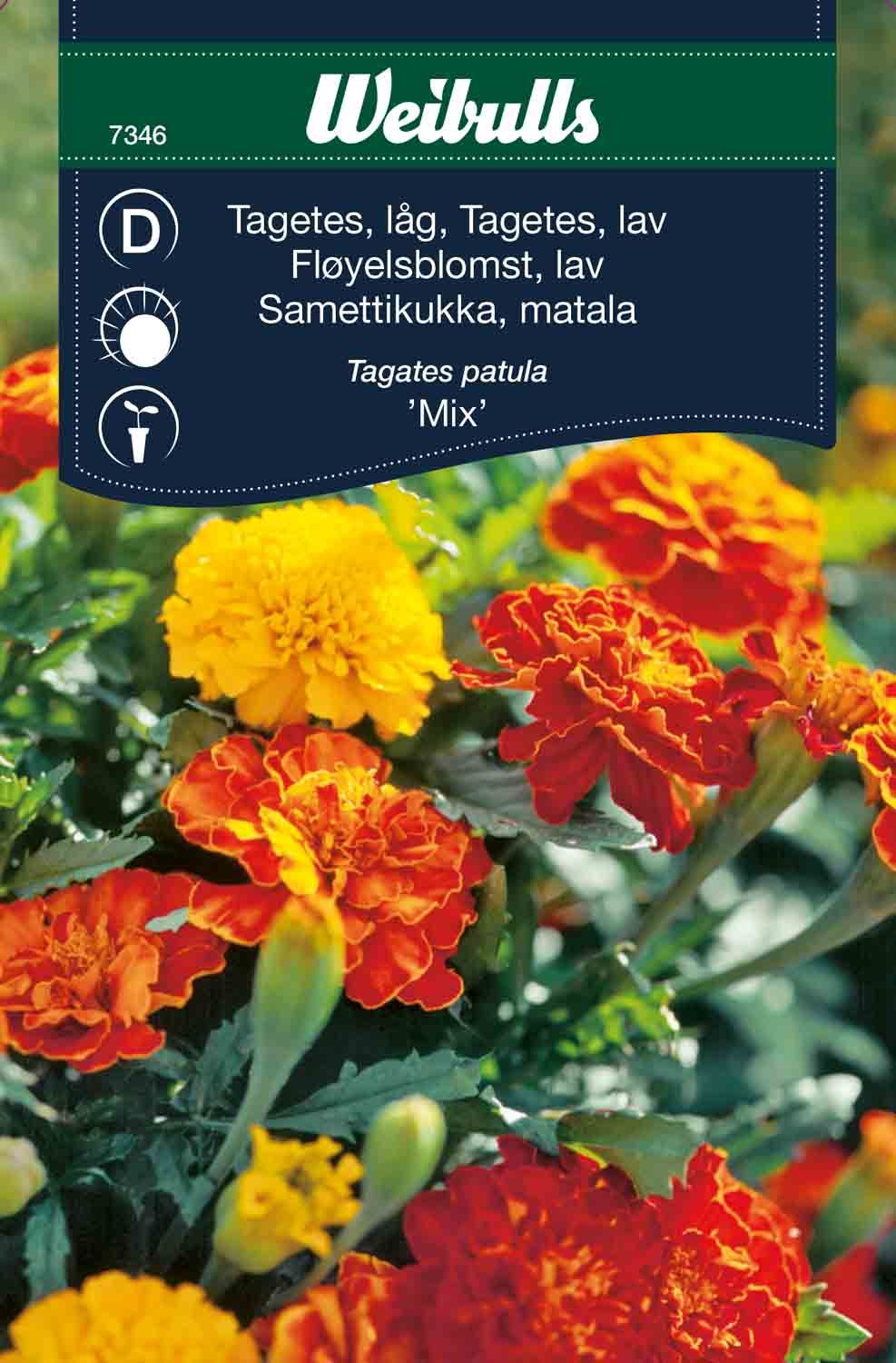 Tagetes låg