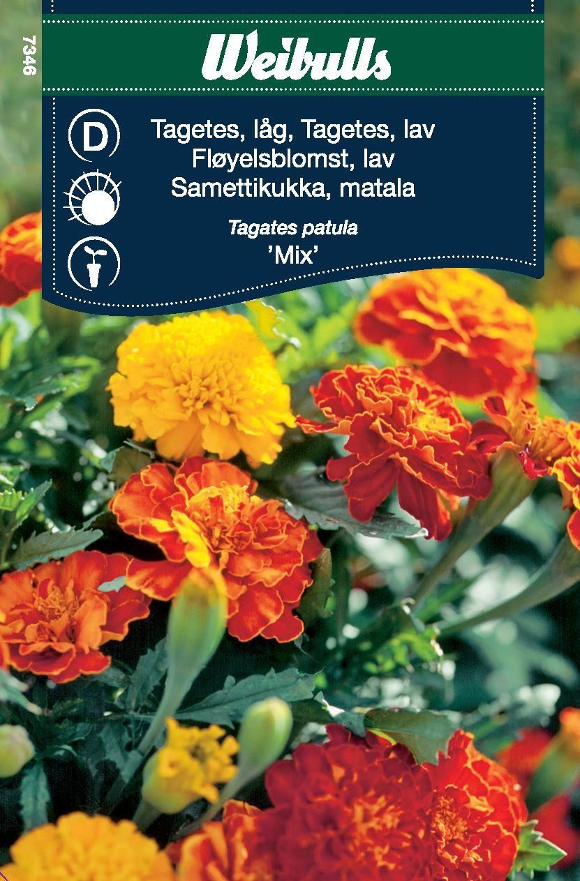 Tagetes låg