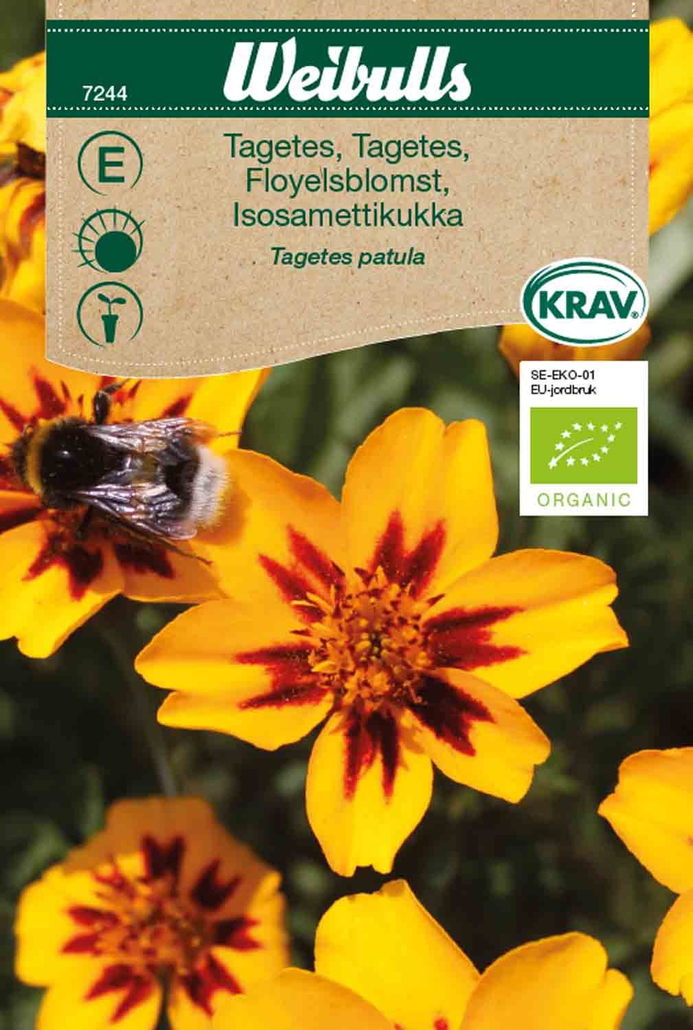 Tagetes låg KRAV småblommande