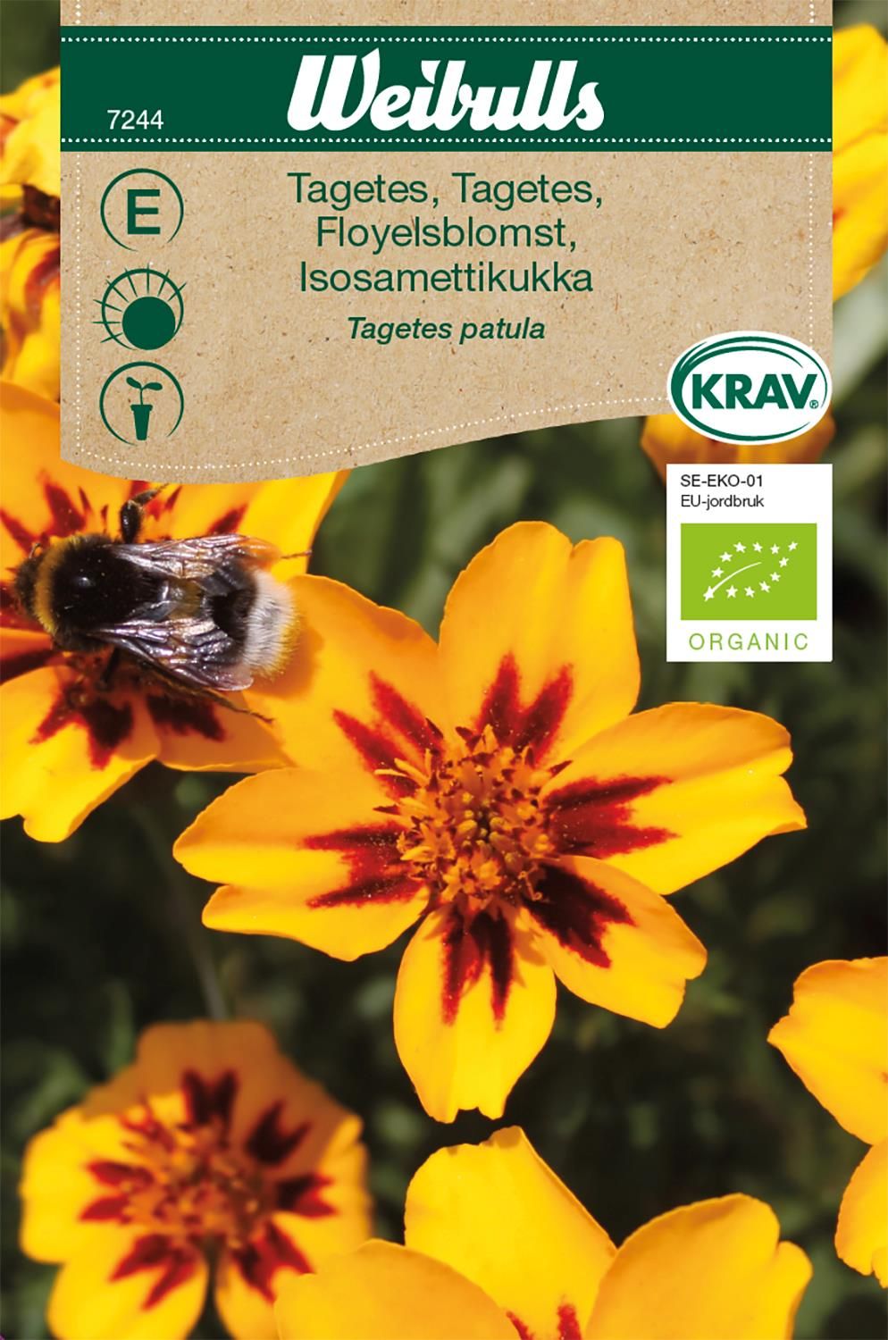 Tagetes låg KRAV småblommande