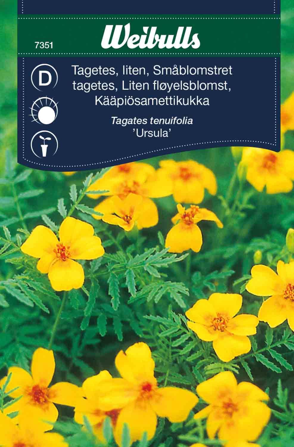 Tagetes liten