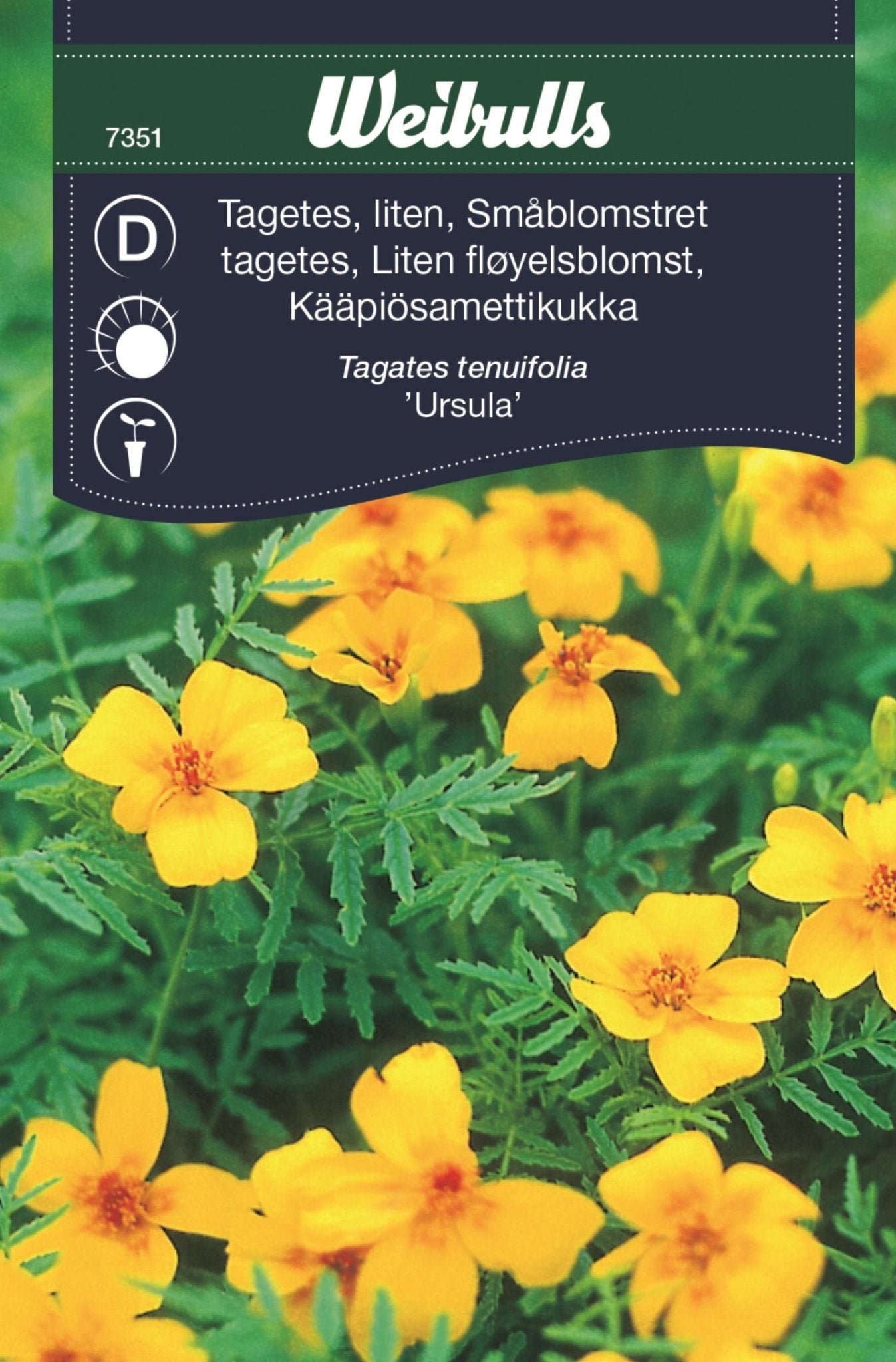 Tagetes liten