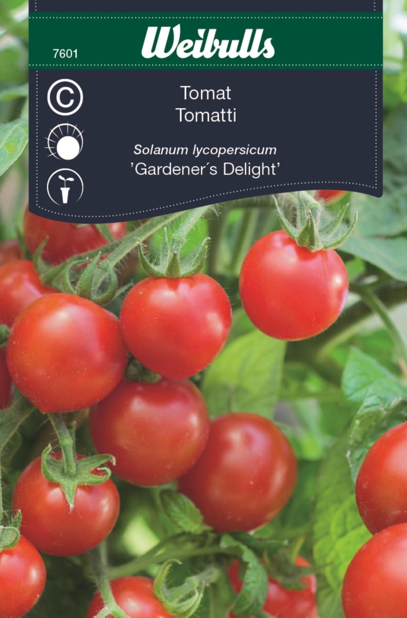 Tomat, hög