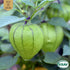 Tomatillo