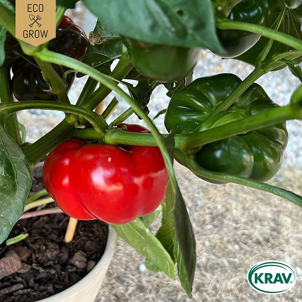 Tomatpaprika