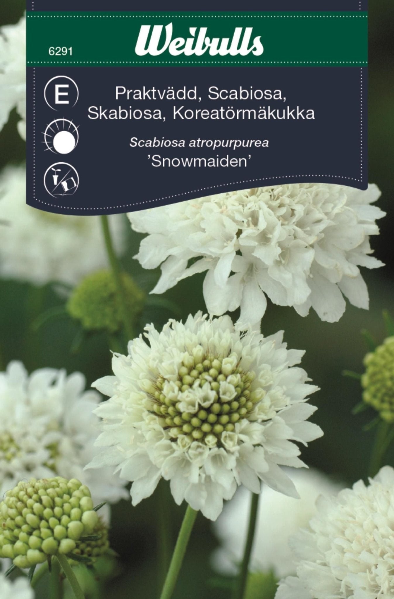 Vädd, prakt- Scabiosa atropurpurea