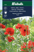 Vallmo,jätte orient röd Papaver orientale L