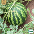 Vattenmelon