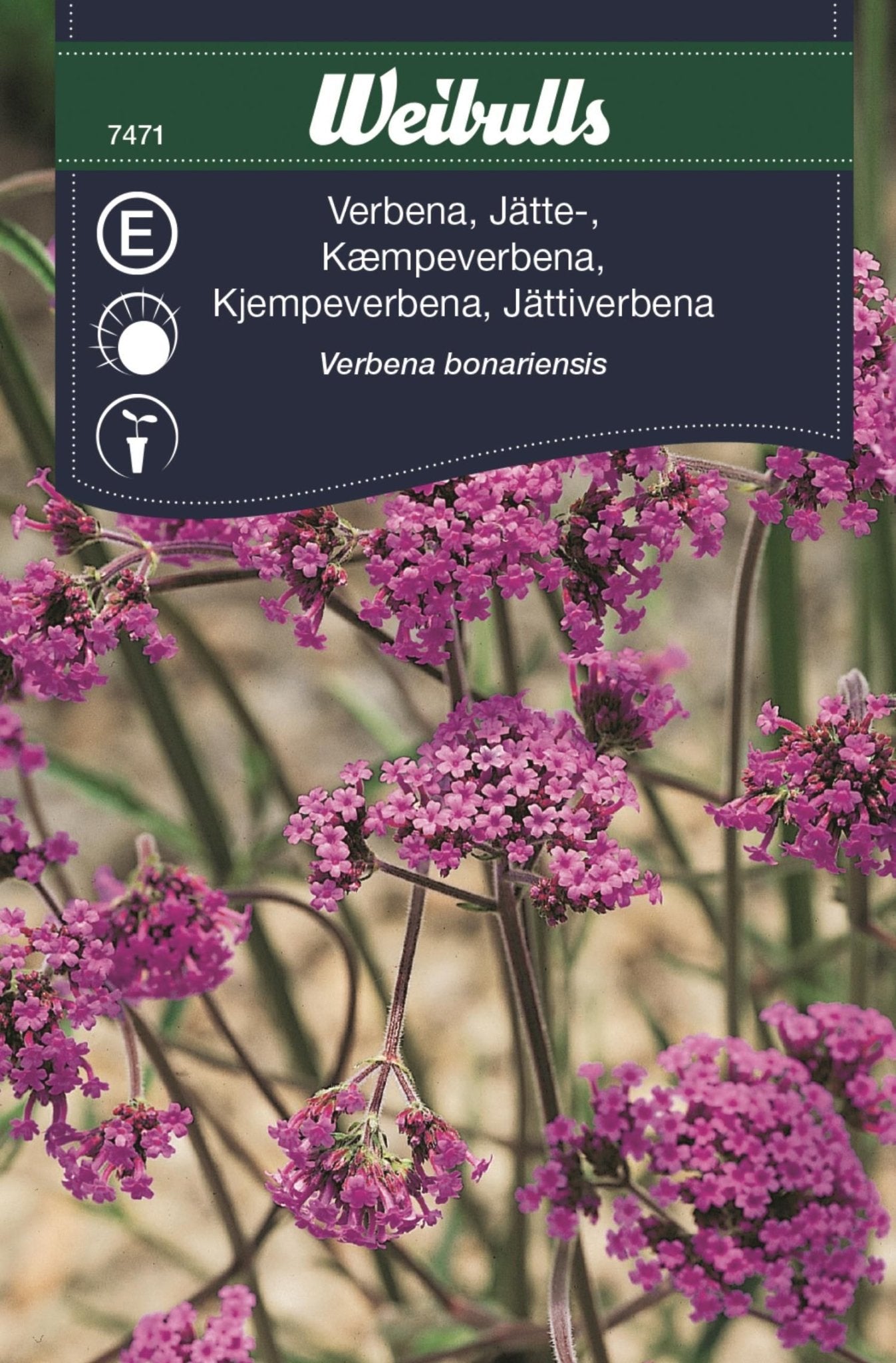 Verbena, jätte