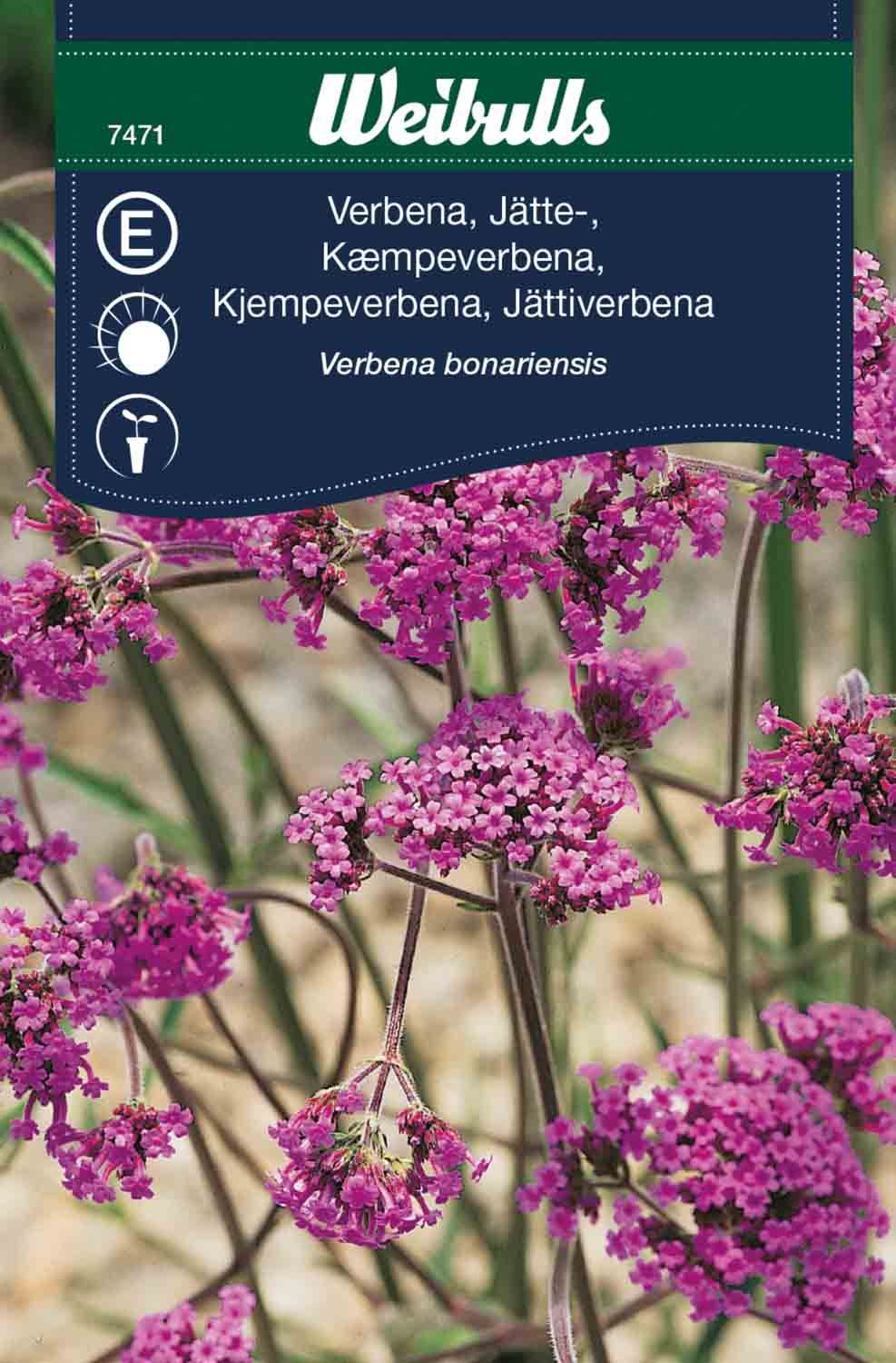 Verbena, jätte