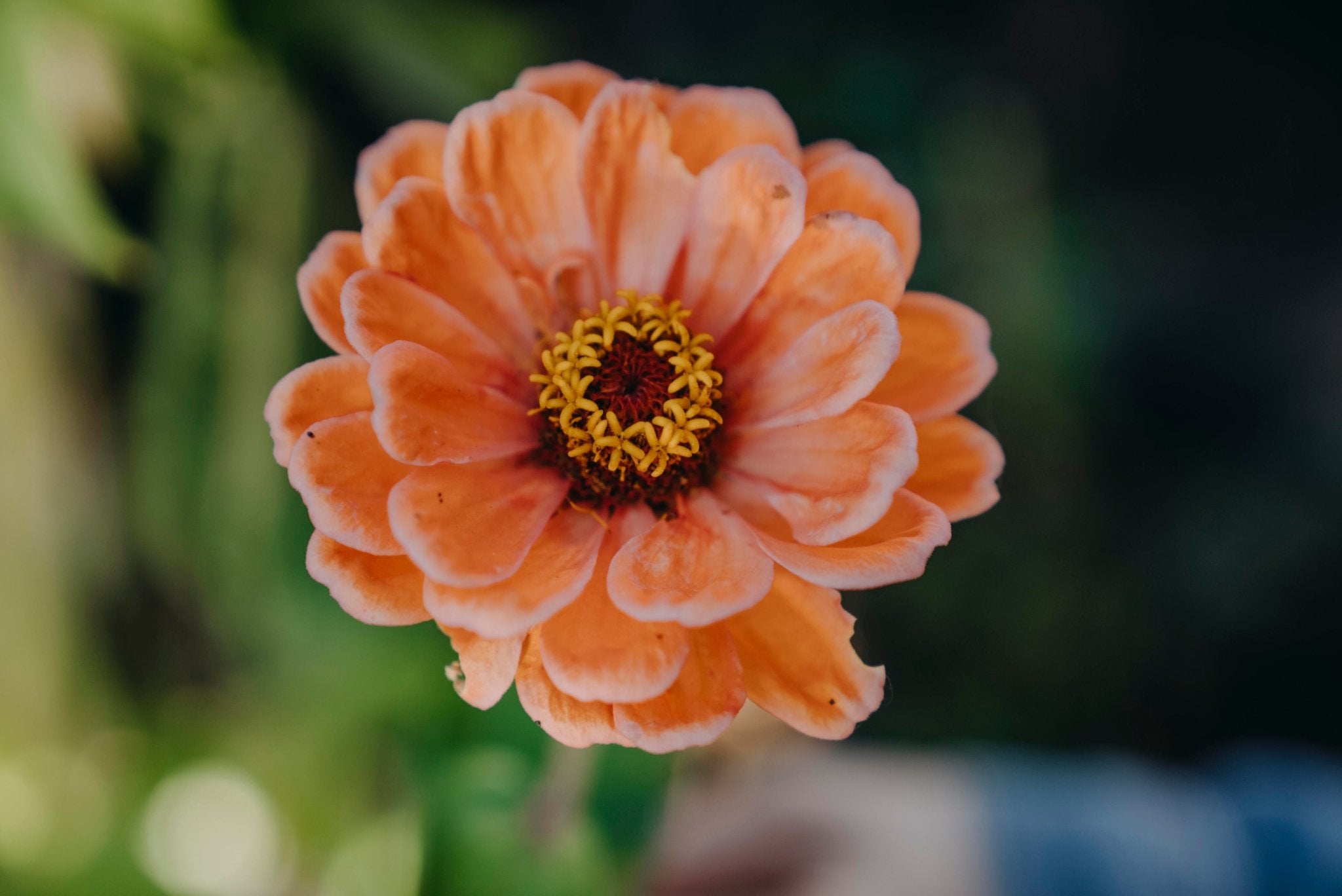 Zinnia